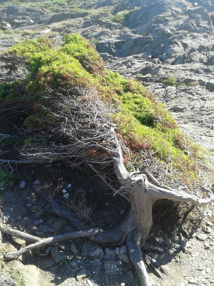 El viento tuerce las ramas del árbol en Cap de Creus (Cadaqués). 
